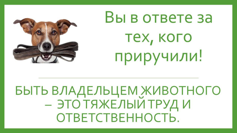 Памятка по ответственному обращению с животными!. Памятка по ответственному обращению с животными!.