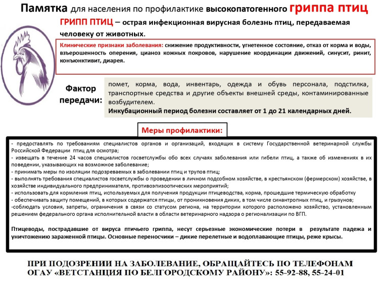 Осторожно! Грипп птиц!. Осторожно! Грипп птиц!.