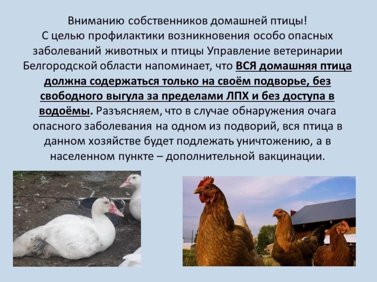Вниманию собственников домашней птицы!. Вниманию собственников домашней птицы!.